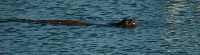 sea lion, Westport